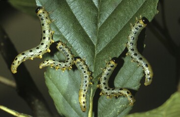 Sawfly larvae (Croesus septentrionalis, Craesus septentrionalis)