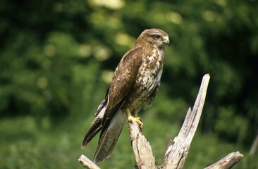 Common Buzzard (Buteo buteo)