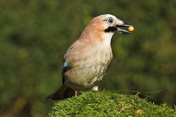 Eurasian Jay (Garrulus glandarius) with an acorn in its beak
