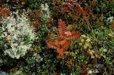 Autumnal ground vegetation, Norway, Europe