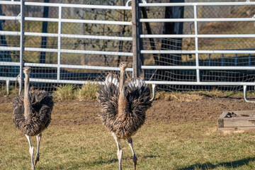 Close Curious Ostrich Farm Switzerland