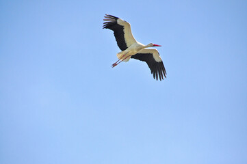 Stork bird in flight in blue sky