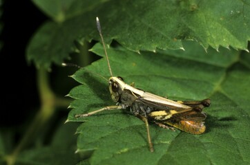 Male Rufous Grasshopper (Gomphocerus rufus) perched on a green leaf