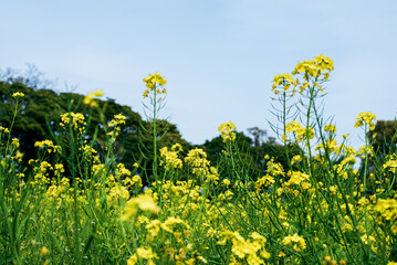 Fototapeta premium 菜の花畑