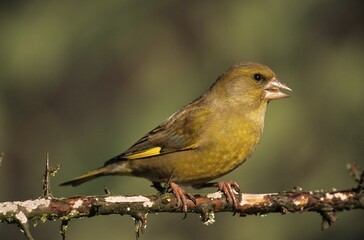 European Greenfinch (Carduelis chloris), finch family