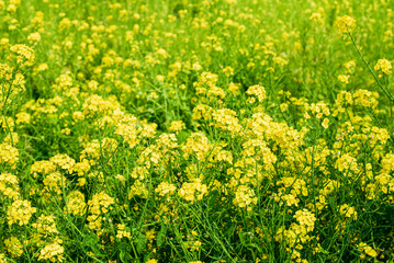 Obraz premium 菜の花畑