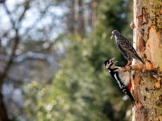 Star (Sturnus vulgaris)  Buntspecht (Dendrocopos major)