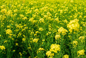 Obraz premium 菜の花畑