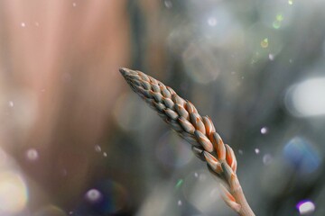 The unique bud of the aloe plant, resembling the surface of ancient armor, shines beautifully against the backdrop of wind-blown dust movements, fish in aquarium