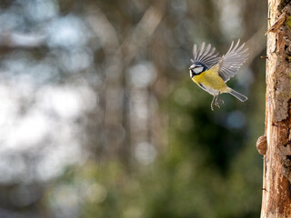 Blaumeise (Cyanistes caeruleu)