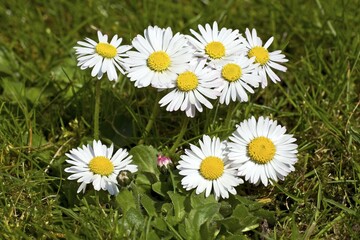 Fototapeta premium Lawn Daisies (Bellis perennis)