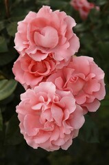 Three pink Rose (Rosa) blossoms