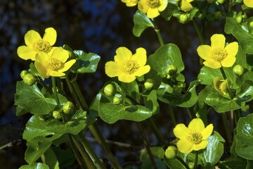 Flowering Kingcups or Marsh Marigolds (Caltha palustris)