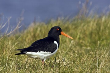 Eurasian - or Common Pied Oystercatcher (Haematopus ostralegus)