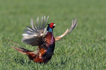 Male Common Pheasant (Phasianus colchicus) flapping its wings, courtship display, mating season, Dithmarschen, Schleswig-Holstein, Germany, Europe
