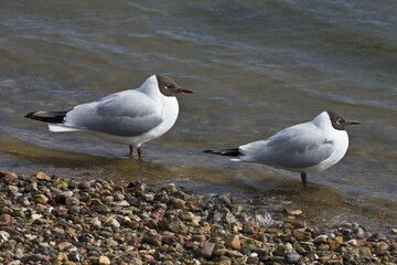 Pair of Common Black-headed Gulls (Larus ridibundus), North Frisia, North Sea coast, Schleswig-Holstein, Germany, Europe