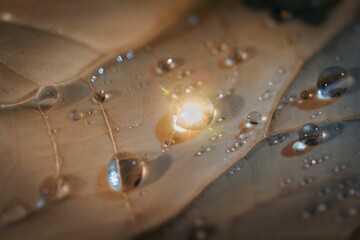 The dried leaves of the cherry blossom tree, with dewdrops on them, glisten in the morning sunlight., water drops on a glass