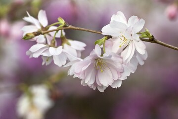 Higan Cherry or Autumn Cherry (Prunus subhirtella) blossoms