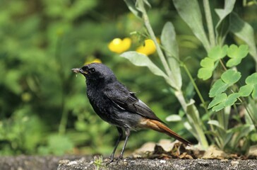 Black Redstart (Phoenicurus ochruros), male