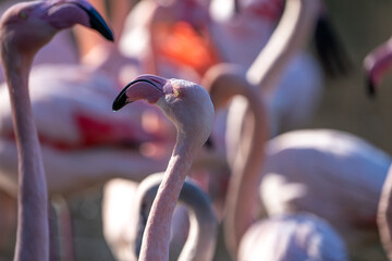 Flamingos on a Pond in Switzerland