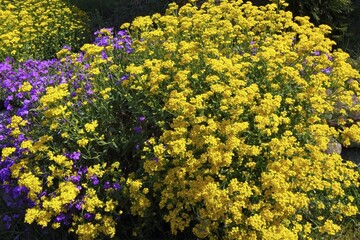 Basket of Gold Goldentuft or Golden Alyssum (Alyssum saxatilis), Aubretia, Whitewell Gem (Aubrieta-Hybride), Cascade Purple (Aubrieta cultorum), Schleswig-Holstein, Germany, Europe