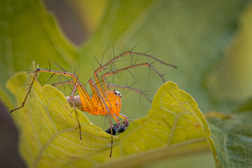 The spider Oxyopes salticus preys on flies behind leaves, belongs to the family Oxyopidae, and is part of the genus Oxyopes and the order Araneae., spider on a leaf