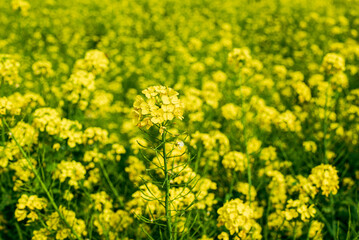 Obraz premium 菜の花畑