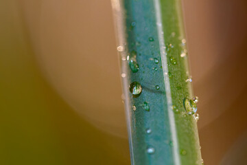The taro plant stem with lots of dew and rainwater, creating a mystical background, water drops on a green leaf