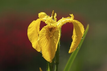Yellow Iris (Iris pseudacorus), blossom with waterdrops