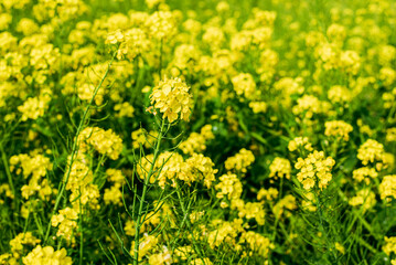 Obraz premium 菜の花畑