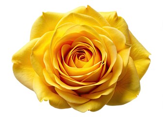 Stunning Yellow Rose Aerial Photography, Isolated White Background