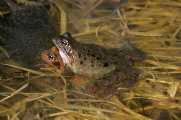 Common Frog or European Common Frog (Rana temporaria), Ranidae family, spawning couple