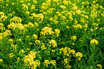 Obraz premium 菜の花畑