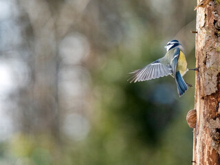 Blaumeise (Cyanistes caeruleu)