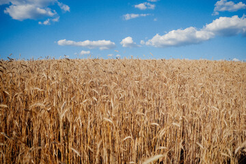 The golden wheat and the hand of a man over the wheat. High quality photo
