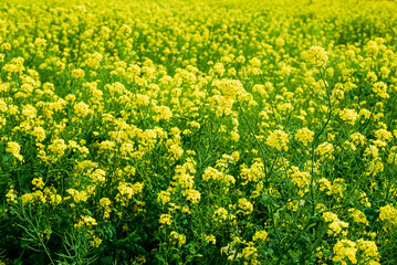 菜の花畑