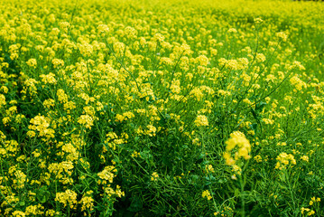 Obraz premium 菜の花畑