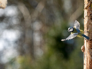 Blaumeise (Cyanistes caeruleu)