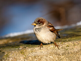 Haussperling (Passer domesticus)
