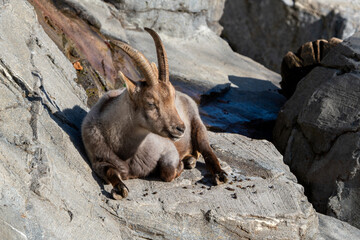 Ibex in Switzerland