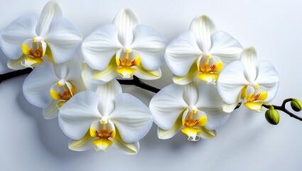 Fototapeta premium Elegant white orchids with soft petals and yellow centers