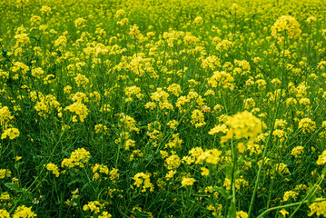 Obraz premium 菜の花畑