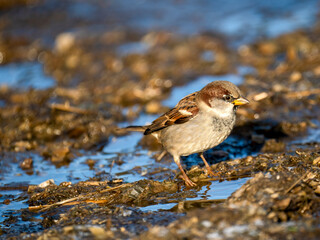 Haussperling (Passer domesticus)