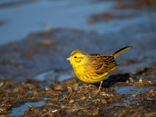 Goldammer (Emberiza citrinella)