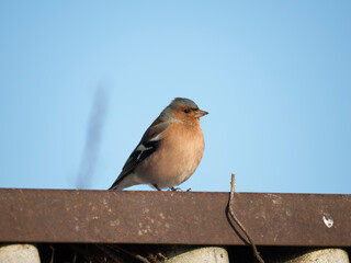 Buchfink&nbsp;(Fringilla coelebs)  