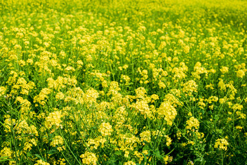 Obraz premium 菜の花畑