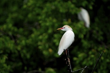 Obraz premium Cattle Egret (Bubulcus ibis), Rio Ochos, Jamaica, Caribbean, Central America