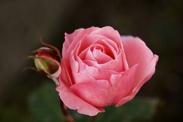 Rose Bloom (Rosa) and rosebud, Wachenroth, Middle Franconia, Bavaria, Germany, Europe
