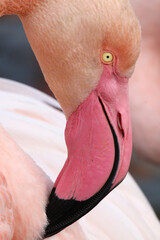 Portrait d'un flamant rose