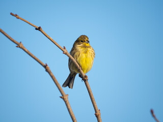 Goldammer (Emberiza citrinella)